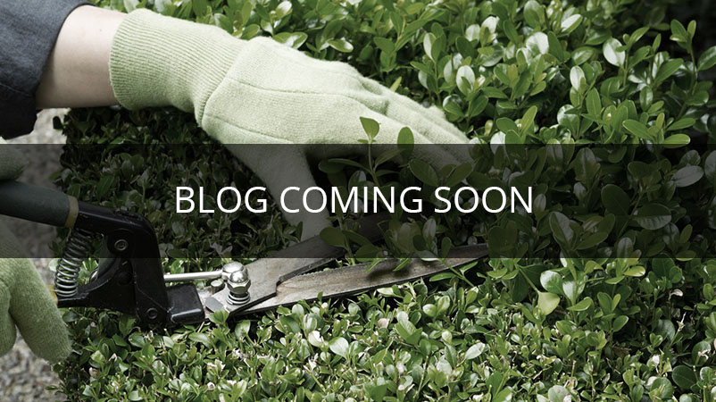 Blog Image